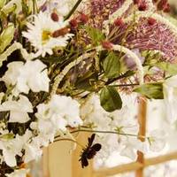 Sanguisorba - Achillea - Allium - Alstroemeria - Amaranthus - Asclepias - Freesia