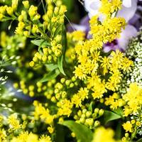 Solidago