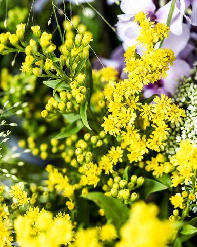 Solidago-01_thumbnail