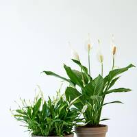 Spathiphyllum
