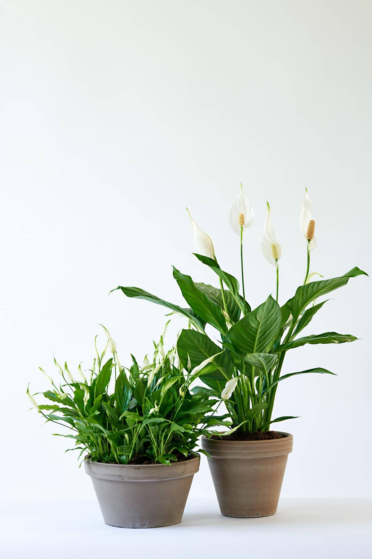 Spathiphyllum-0_thumbnail