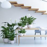 Spathiphyllum