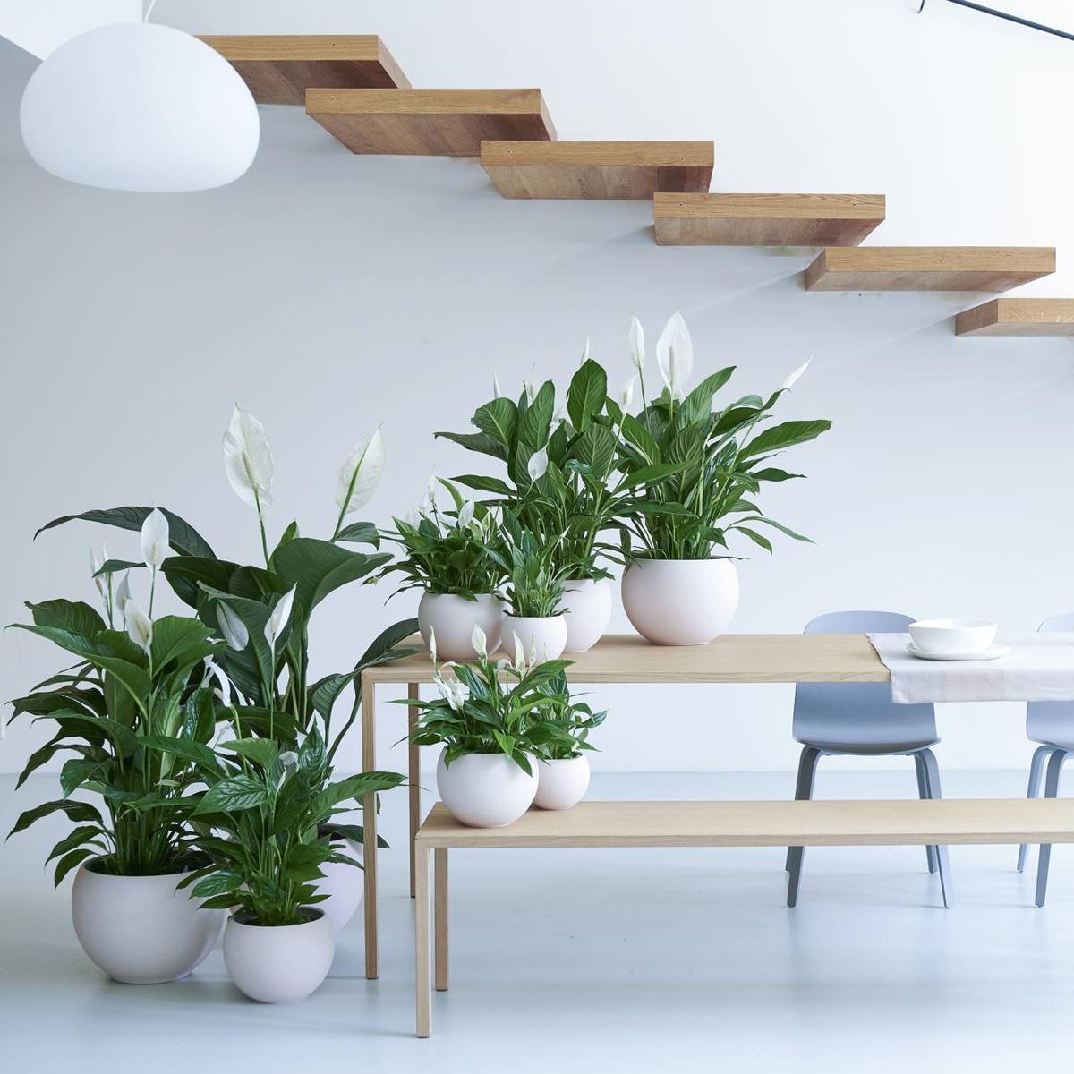Spathiphyllum-1_thumbnail