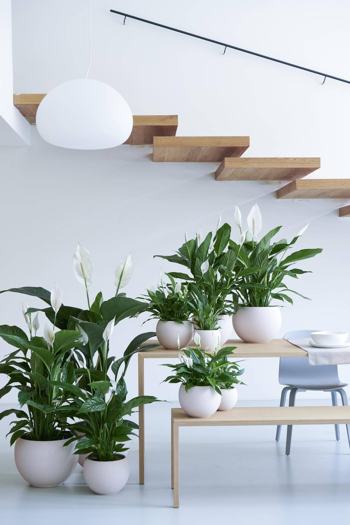Spathiphyllum-2_thumbnail