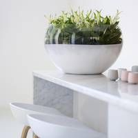 Spathiphyllum
