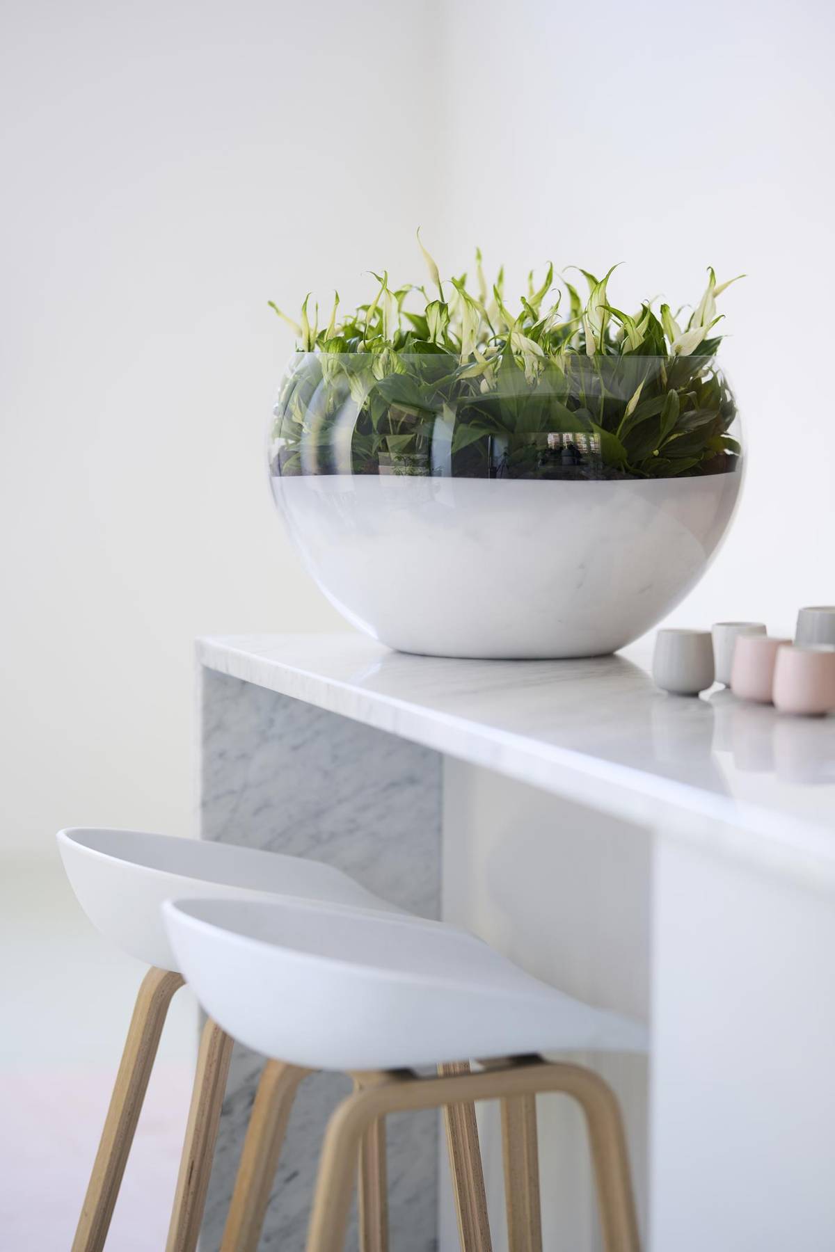 Spathiphyllum-4_thumbnail