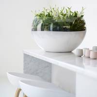 Spathiphyllum