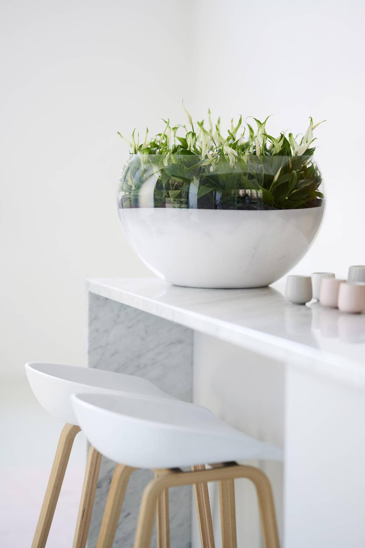 Spathiphyllum-5_thumbnail