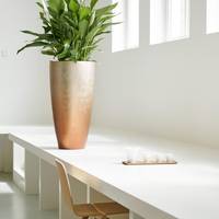 Spathiphyllum