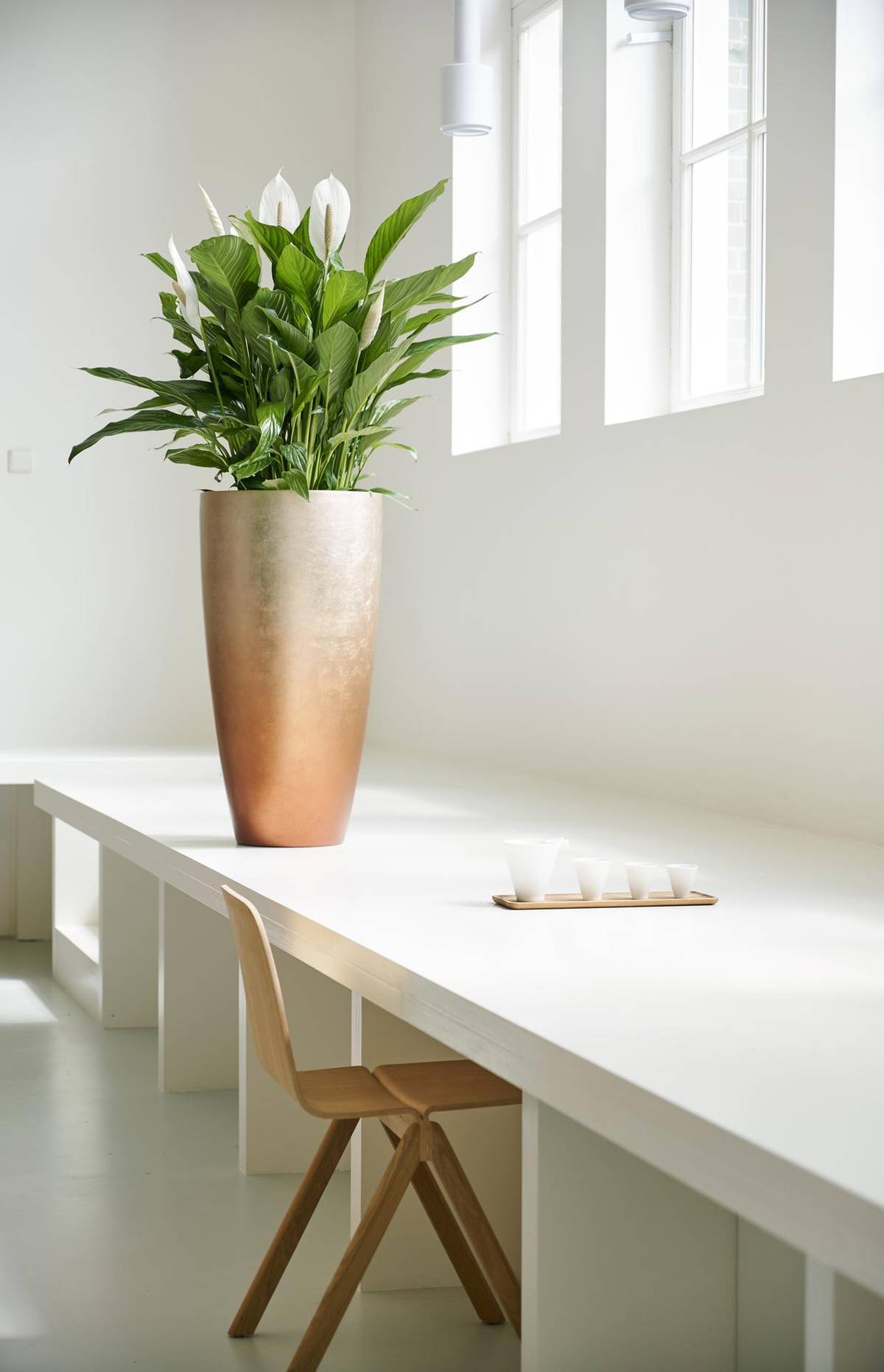 Spathiphyllum-6_thumbnail