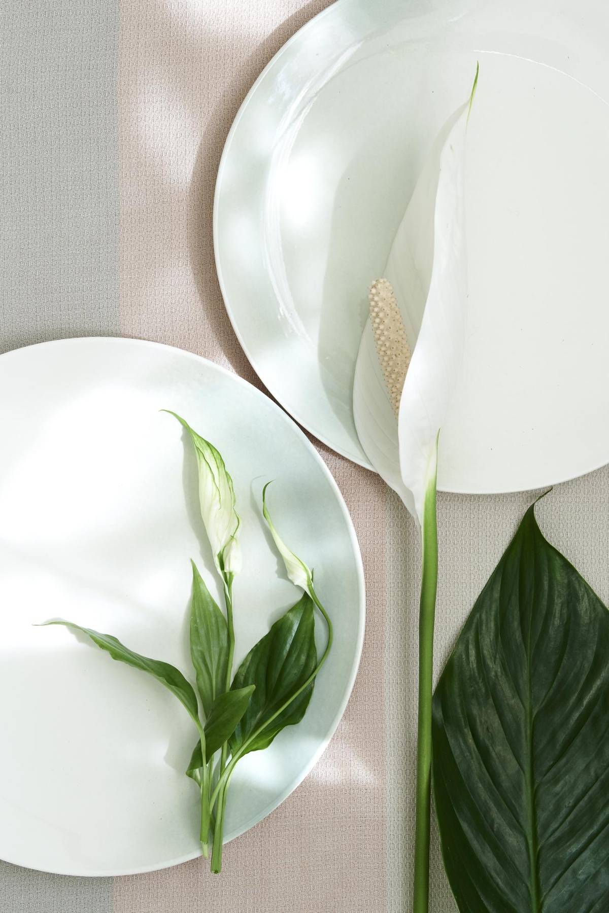 Spathiphyllum-7_thumbnail