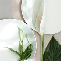 Spathiphyllum