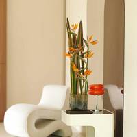 Strelitzia - Phormium evening glow
