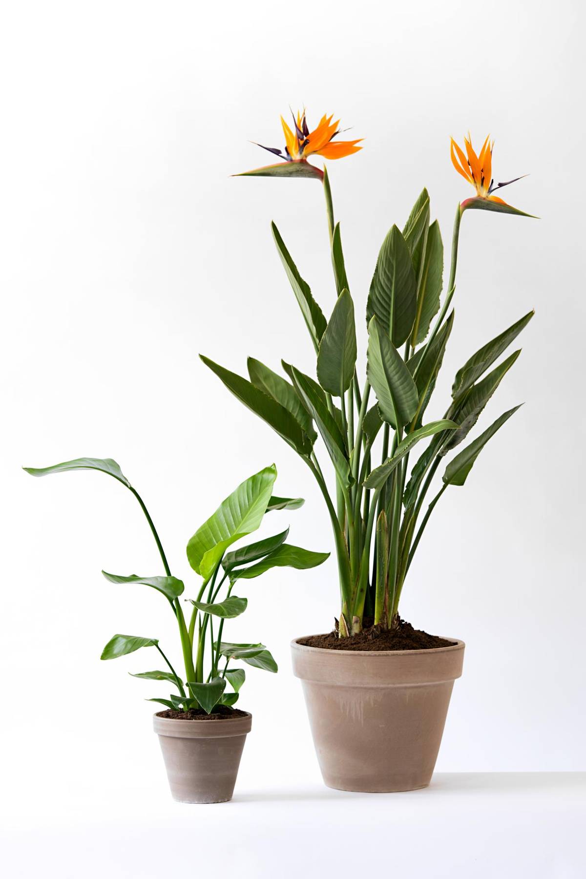 Strelitzia nicolai - Strelitzia reginae_thumbnail