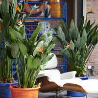 Strelitzia reginae