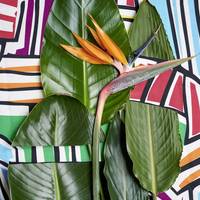 Strelitzia reginae