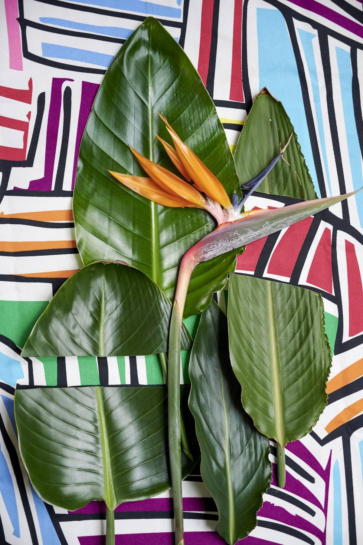 Strelitzia reginae - 01_thumbnail