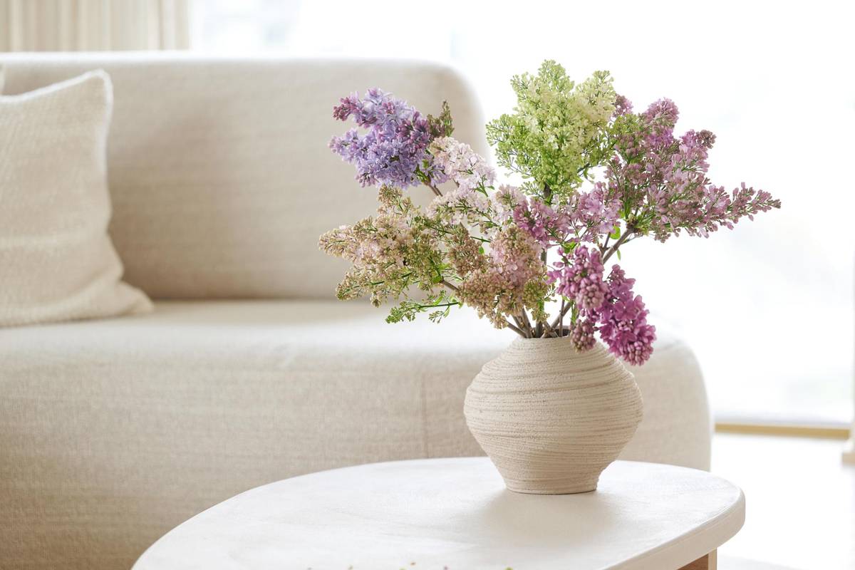 Syringa vulgaris_thumbnail