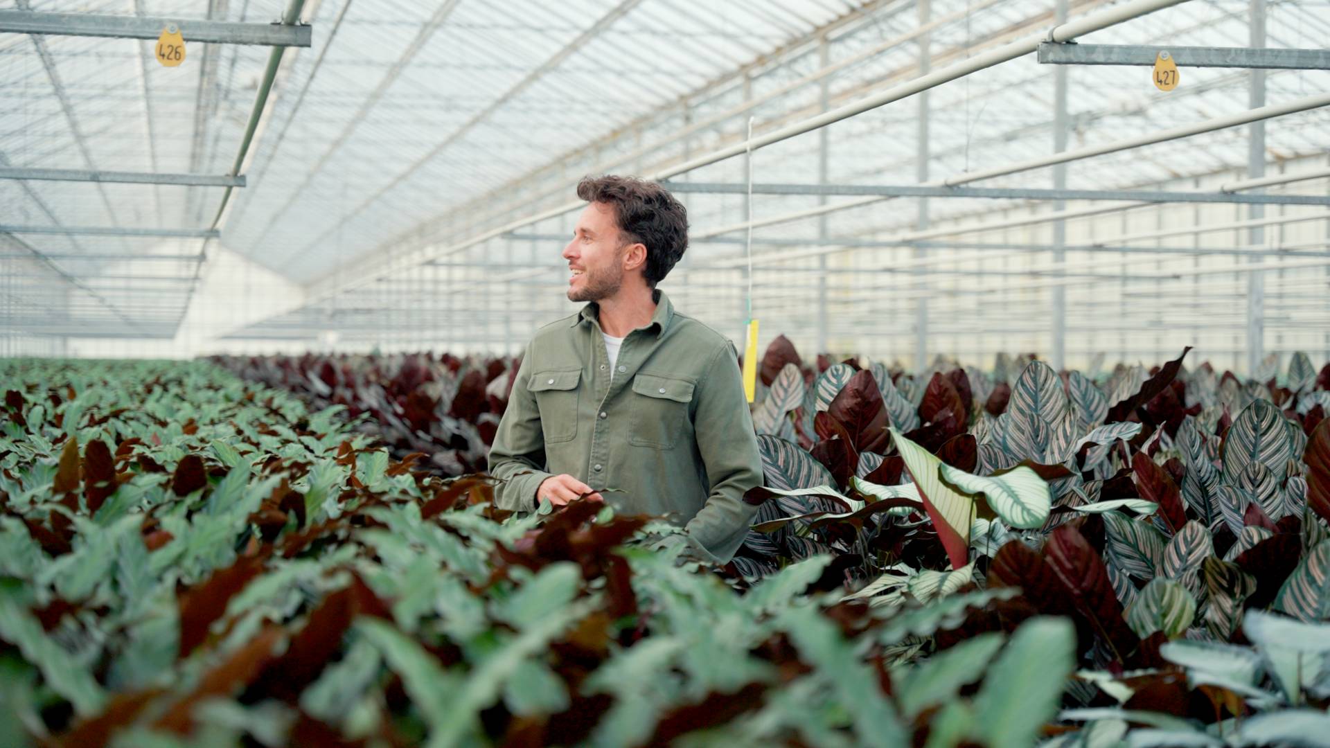 THUMB2_CALATHEA_16-9