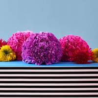 Tagetes Erecta Grp - Allium - Leucospermum - Dianthus caryophyllus