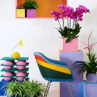 Tillandsia - chrysanthemum - Gerbera - Chlorophytum comosum - Phalaenopsis
