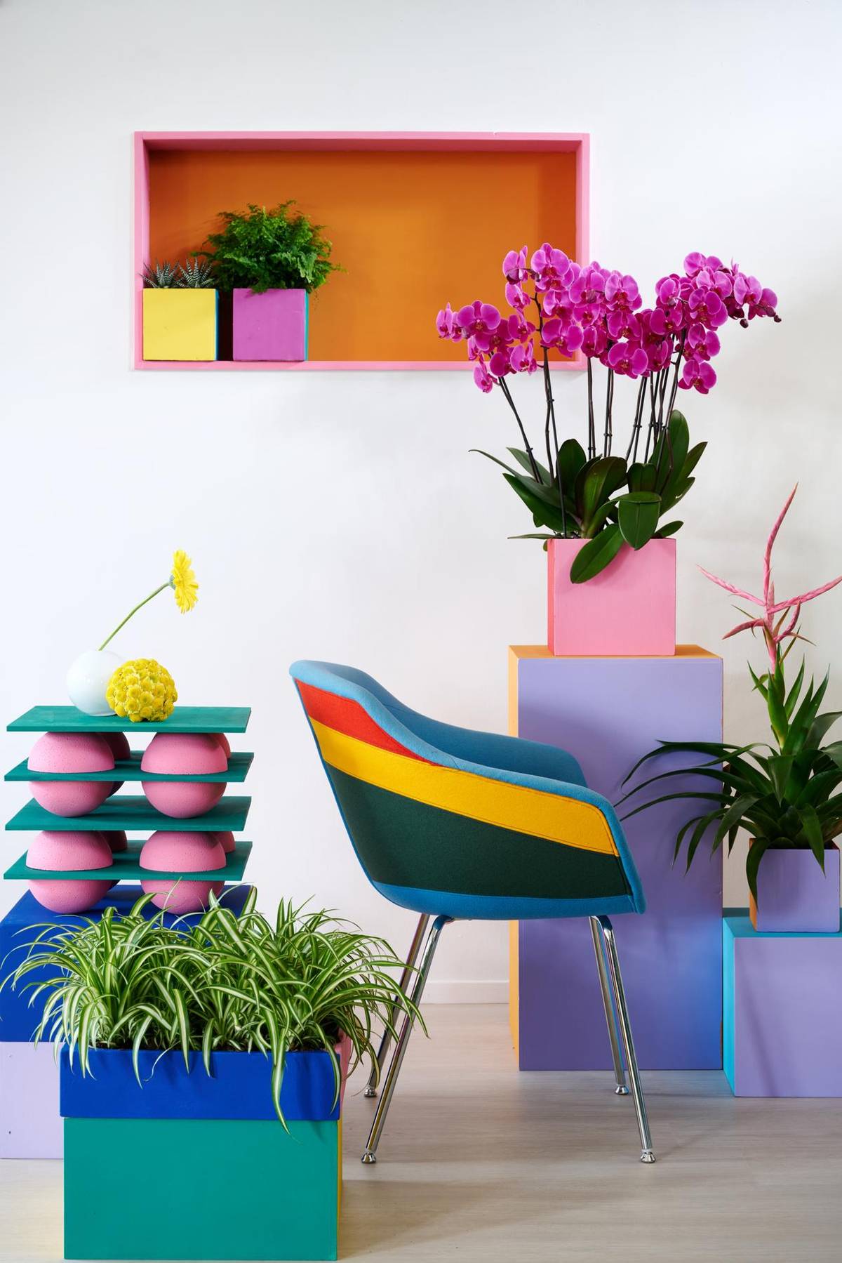 Tillandsia - chrysanthemum - Gerbera - Chlorophytum comosum - Phalaenopsis_thumbnail