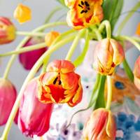 Tulipa