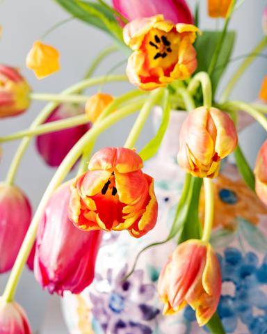 Tulipa-131_thumbnail
