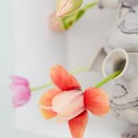 Tulipa