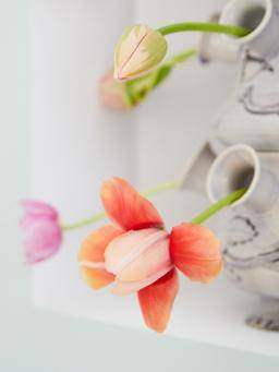 Tulipa-133_thumbnail