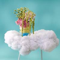Amaranthus caudatus ' green pearls' Limonium sinuatum Glossy Wings Calla Holografic Pastels Gerpasta femke