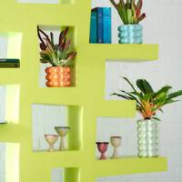 Kalanchoe luciae 'Oricula' Chlorophytum orchidastrum Green Orange