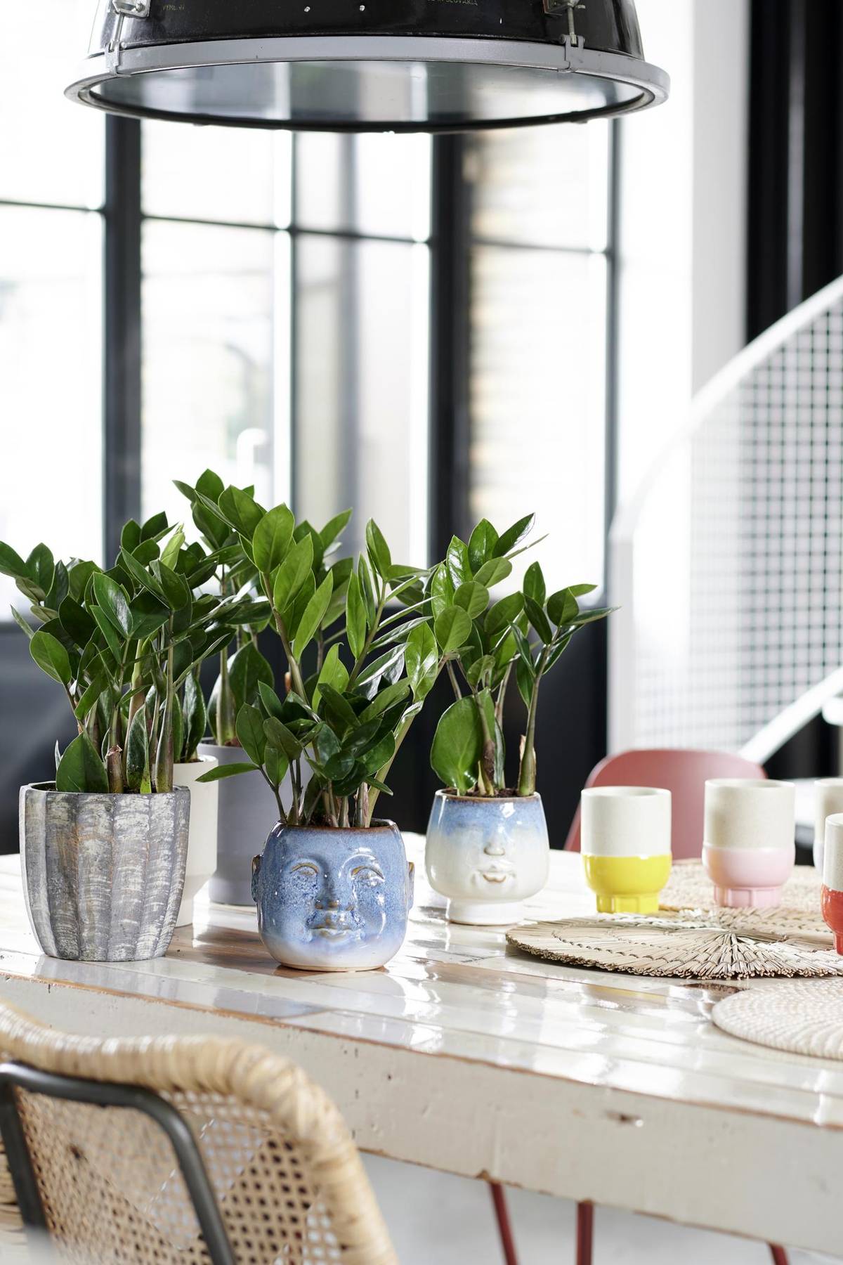 Zamioculcas zamiifolia-0_thumbnail