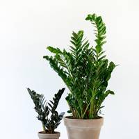 Zamioculcas zamiifolia