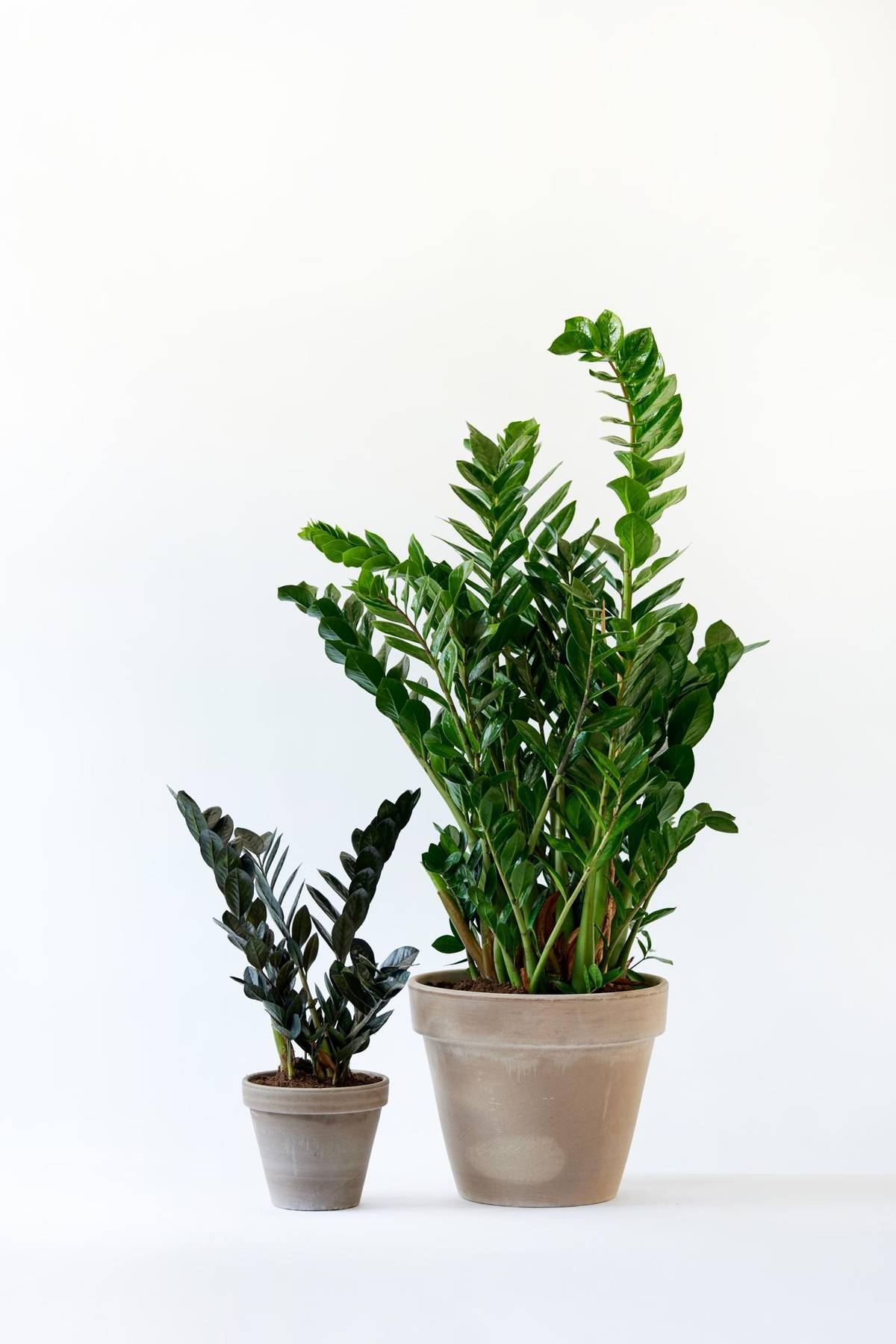 Zamioculcas zamiifolia-3_thumbnail