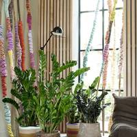 Zamioculcas zamiifolia