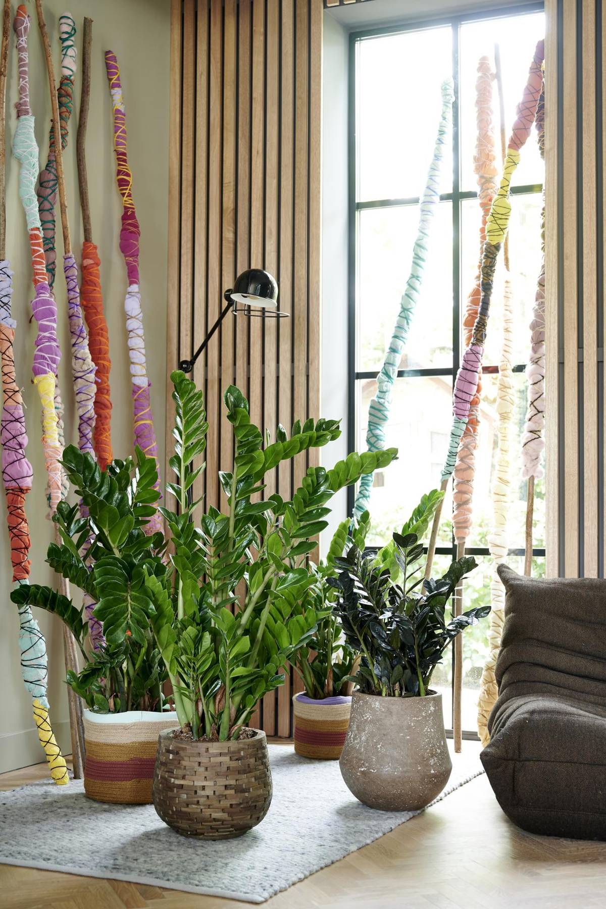 Zamioculcas zamiifolia-4_thumbnail