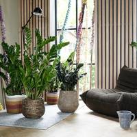 Zamioculcas zamiifolia