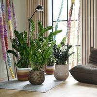 Zamioculcas zamiifolia