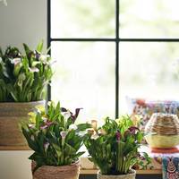 Zantedeschia