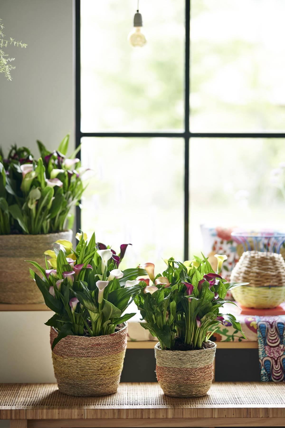 Zantedeschia-01_thumbnail