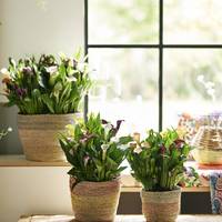 Zantedeschia