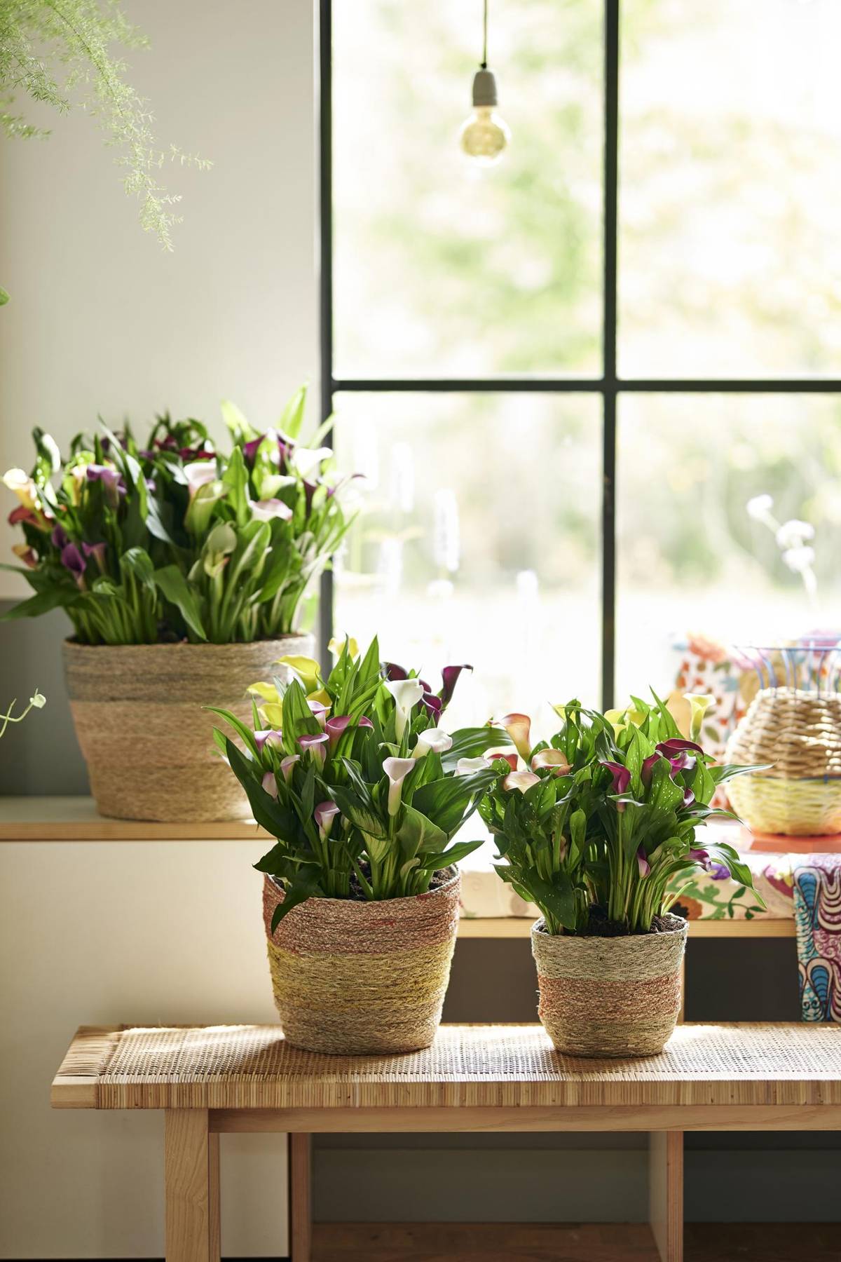 Zantedeschia-02_thumbnail