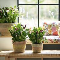 Zantedeschia