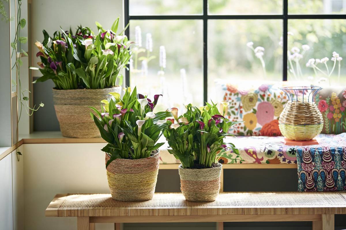 Zantedeschia-03_thumbnail