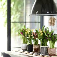 Zantedeschia