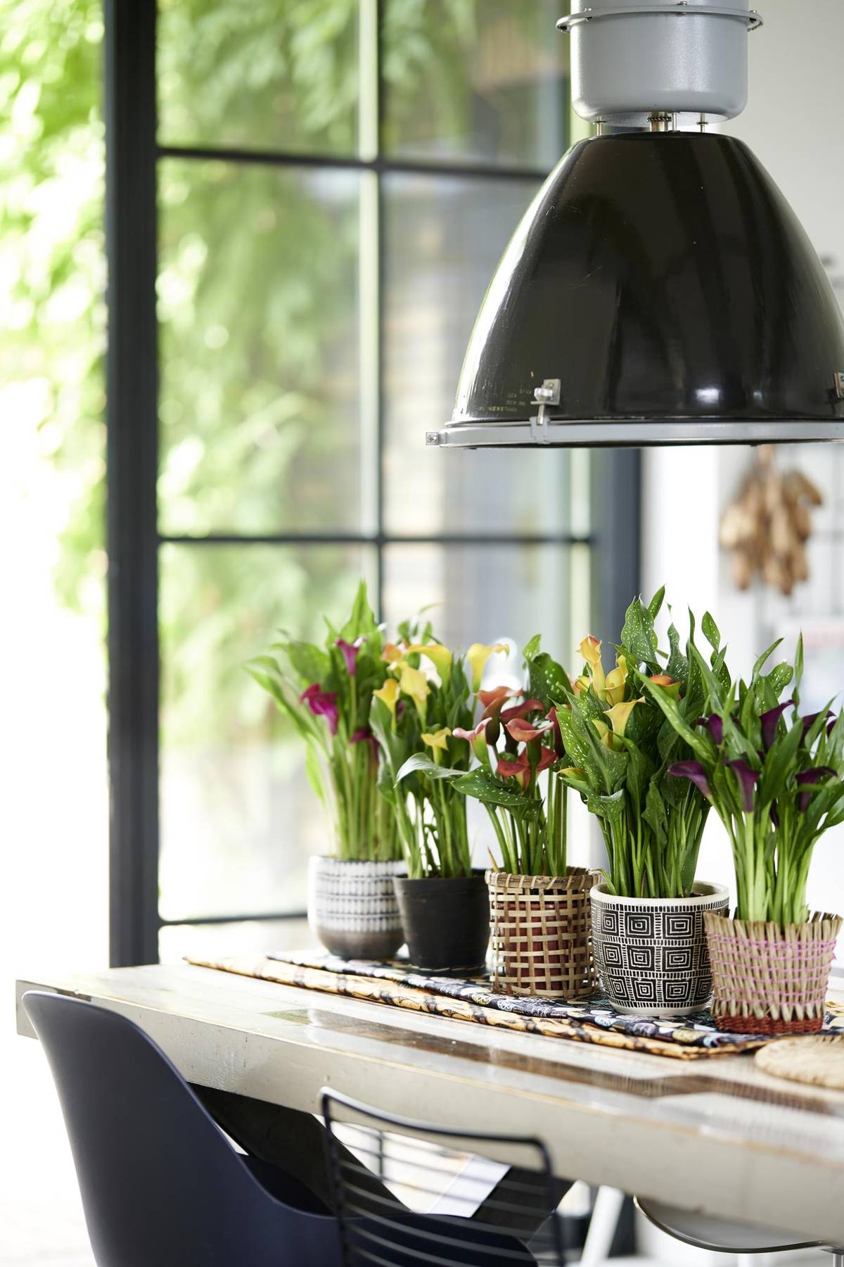 Zantedeschia-05_thumbnail