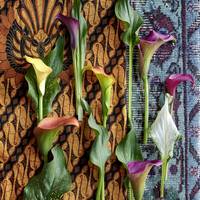 Zantedeschia