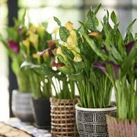Zantedeschia