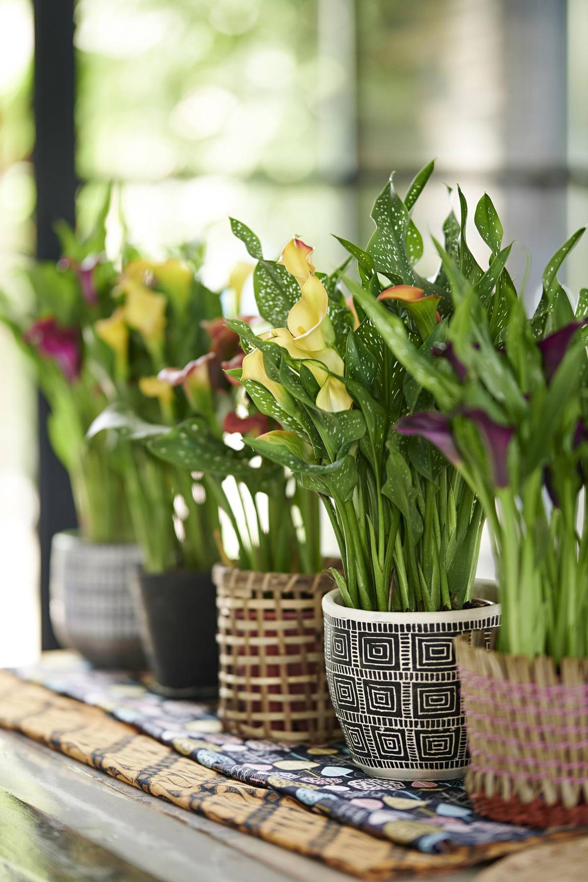 Zantedeschia-07_thumbnail